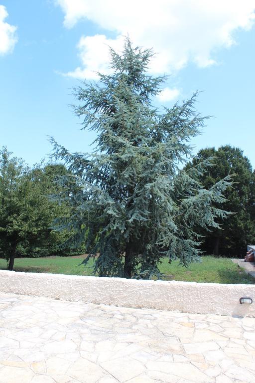 Villa Apollonia B&B Monopoli Dış mekan fotoğraf
