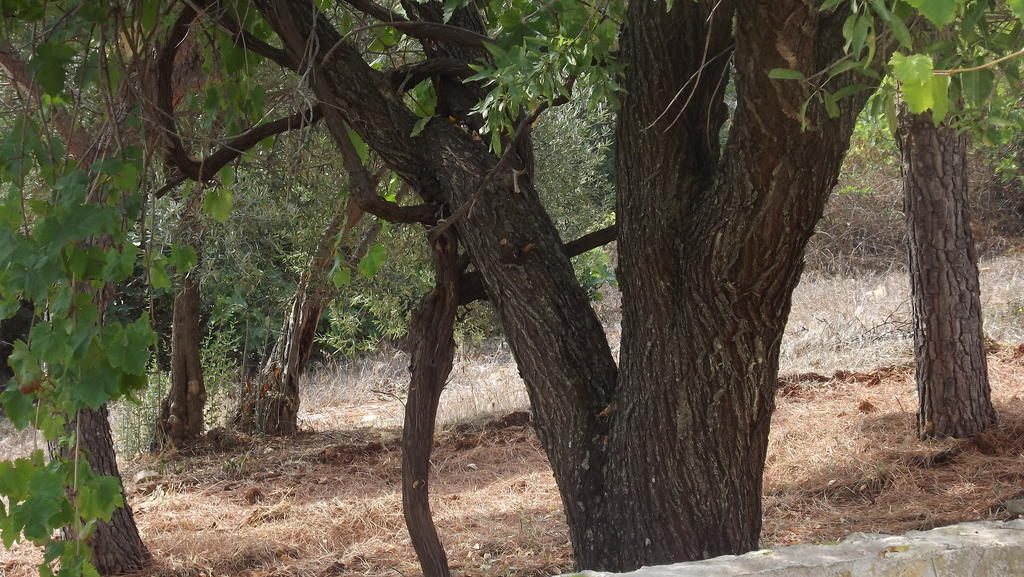 Villa Apollonia B&B Monopoli Dış mekan fotoğraf