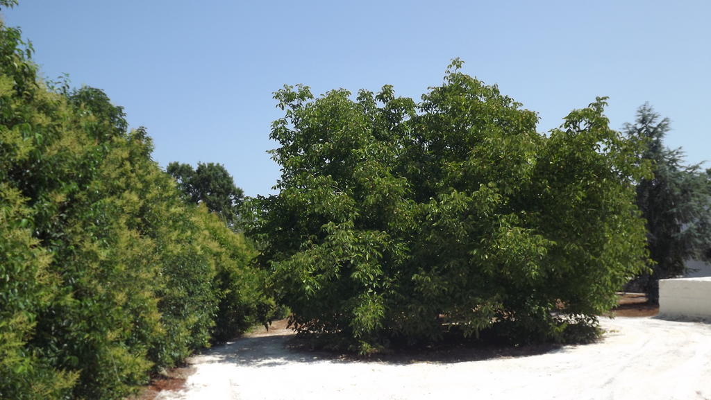 Villa Apollonia B&B Monopoli Dış mekan fotoğraf